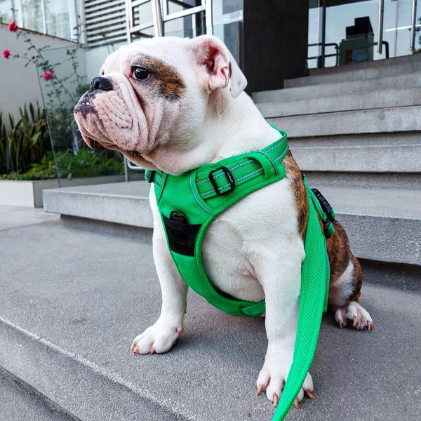 Bulldog inglês usando peitoral verde sentado na escada