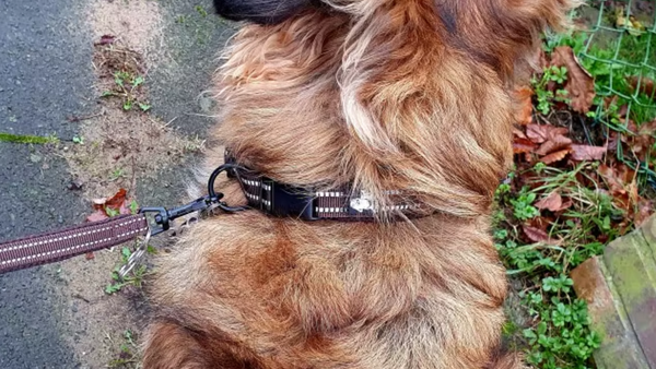 Cachorro de pelo longo usando coleira com guia visto de cima