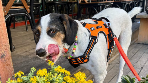 Cachorro usando peitoral laranja lambendo o focinho