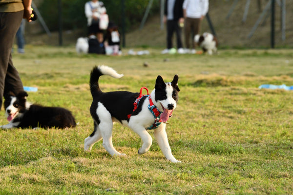 Border collie usando peitoral passeando no parque