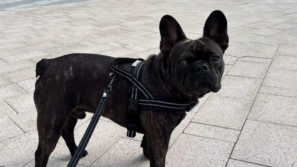 Bulldog francês preto usando peitoral na calçada