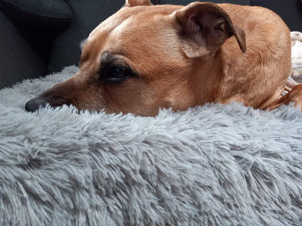 Cachorro caramelo deitado em cama felpuda cinza