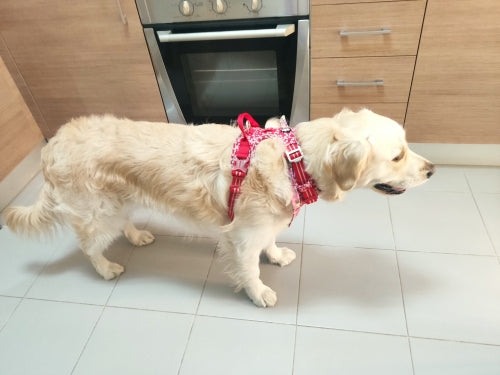 Golden retriever usando peitoral rosa estampado na cozinha