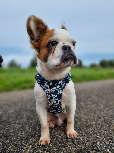 Bulldog francês usando peitoral estampado azul na rua