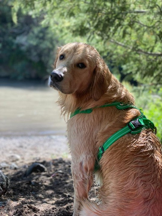 Golden retriever molhado usando peitoral verde na beira do rio