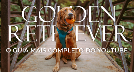Golden Retriever - O Guia mais completo do Youtube!