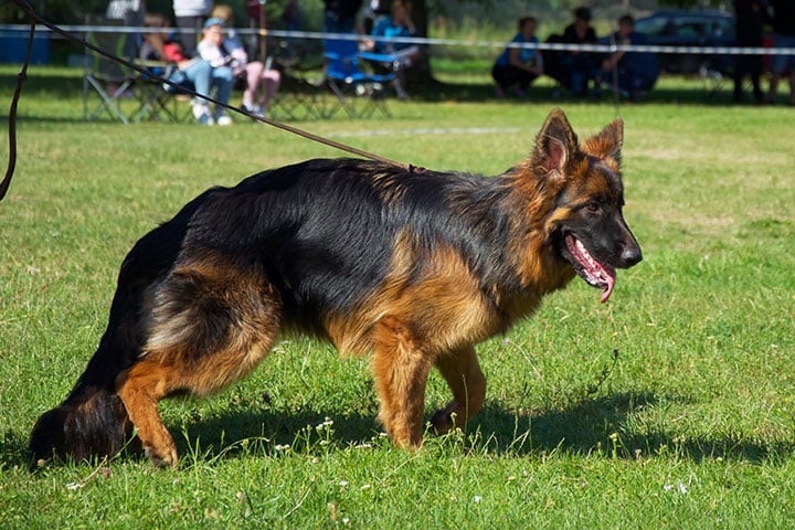 Displasia coxofemoral em cães: o que muda depois do diagnóstico
