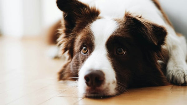 Border collie marrom e branco deitado no chão de madeira