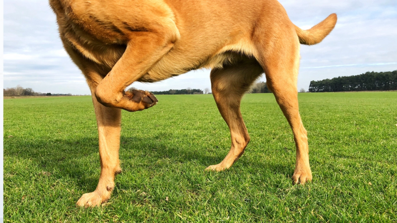 Seu cachorro está mancando? Veja o que fazer antes da consulta