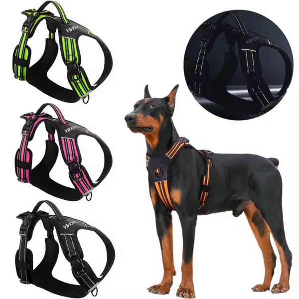 Doberman com peitorais esportivos em várias cores