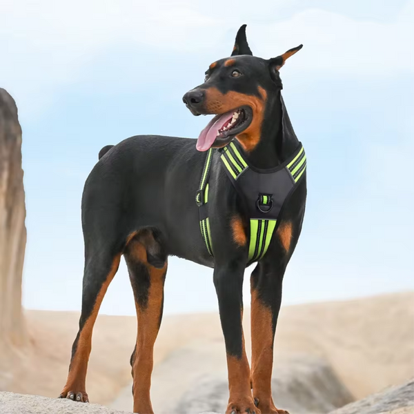 Doberman usando peitoral verde e preto ao ar livre