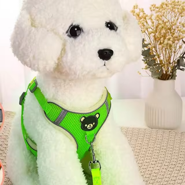 Bichon frisé usando peitoral verde flúor