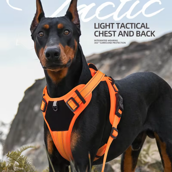 Doberman usando peitoral tático laranja nas pedras