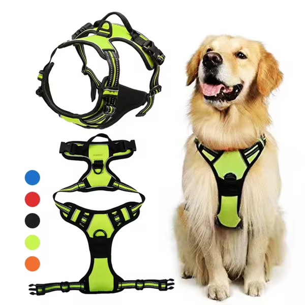 Golden retriever usando peitoral verde flúor com opções de cor