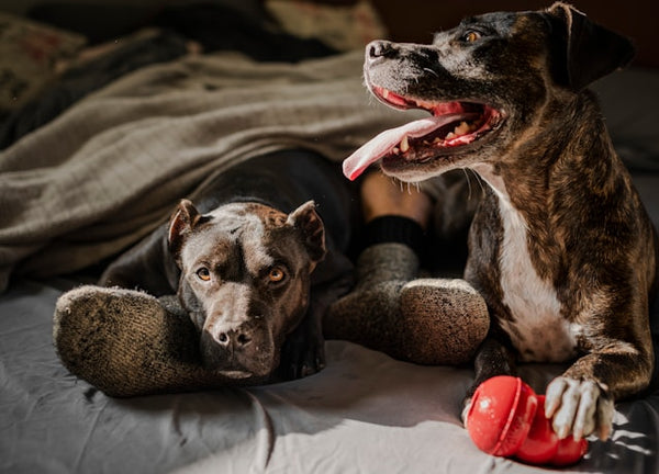 Dois cachorros tigrados deitados na cama com brinquedo vermelho