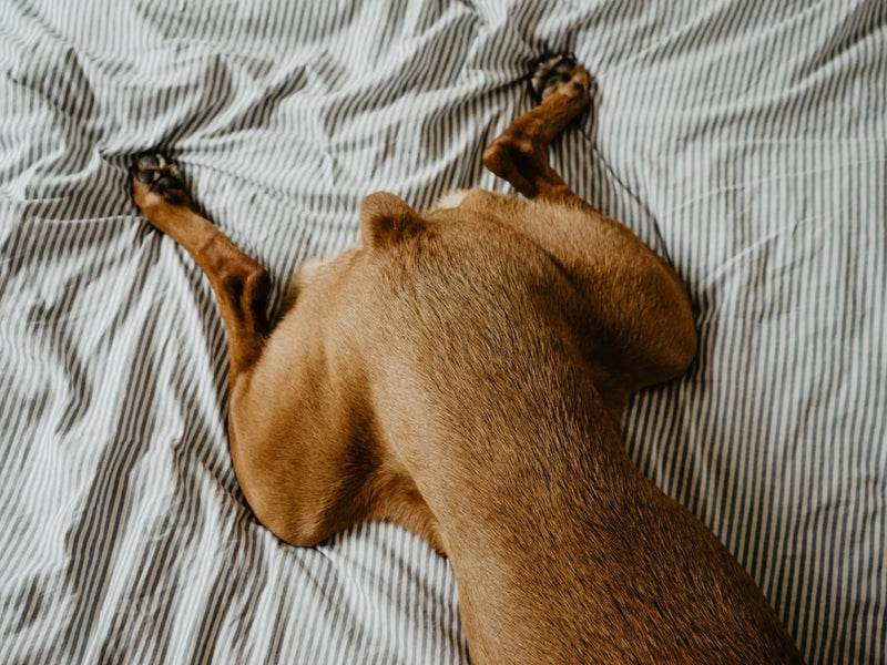 Displasia do quadril em cães: como identificar os primeiros sinais antes do diagnóstico radiográfico