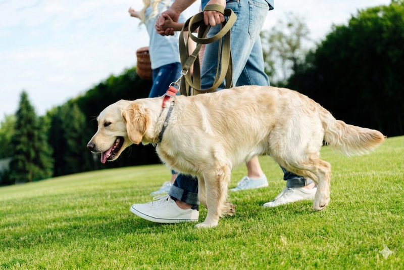 Displasia Coxofemoral em Cães: o sofrimento silencioso que todo tutor precisa conhecer
