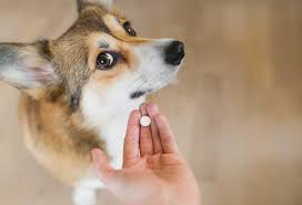 Tutor dando comprimido para corgi na mão