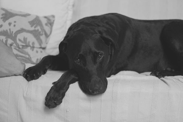 Foto em preto e branco de labrador deitado no sofá