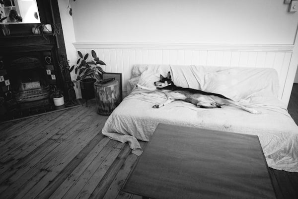 Foto em preto e branco de cachorro deitado na cama do quarto