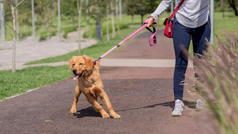 Cachorro Puxando a Guia: Por Que Acontece e Como Resolver de Vez