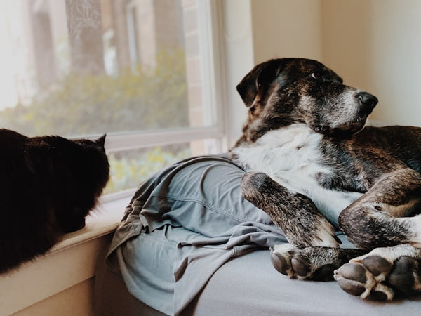 Cachorro deitado na cama ao lado de gato perto da janela