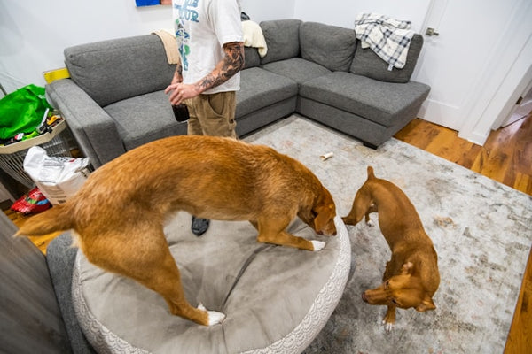 Dois cachorros caramelo em cama redonda na sala