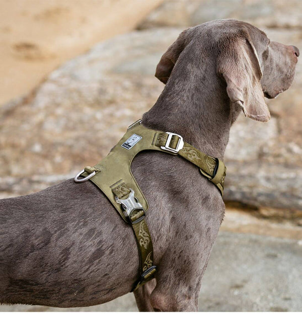 Weimaraner usando peitoral verde militar nas pedras