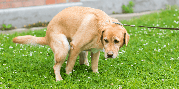 Labrador fazendo cocô na grama durante o passeio