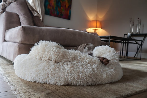Cachorro dormindo em cama pet felpuda branca na sala