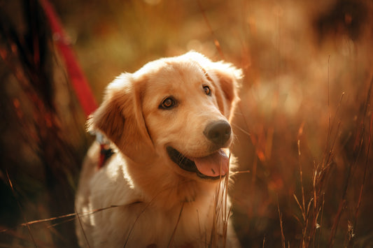 Quais as melhores rações para Golden Retriever