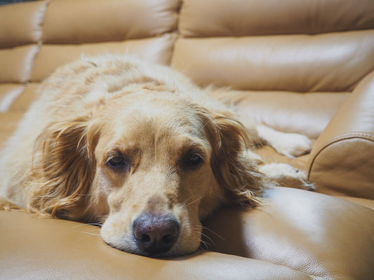 Golden Retriever em apartamento: dicas e cuidados para um convívio saudável