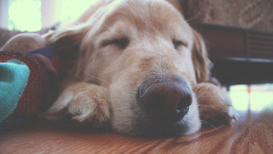 TRES FILMES QUE APARECEM GOLDEN RETRIEVER