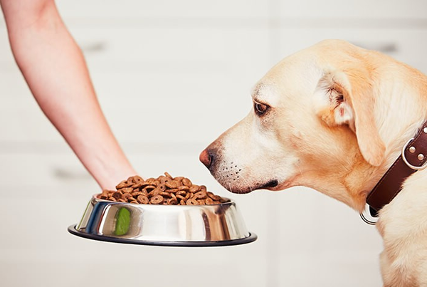Tutora servindo pote de ração para labrador