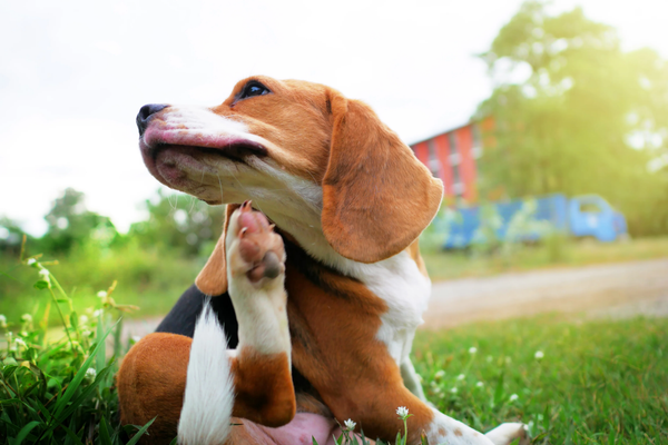 Beagle se coçando na grama