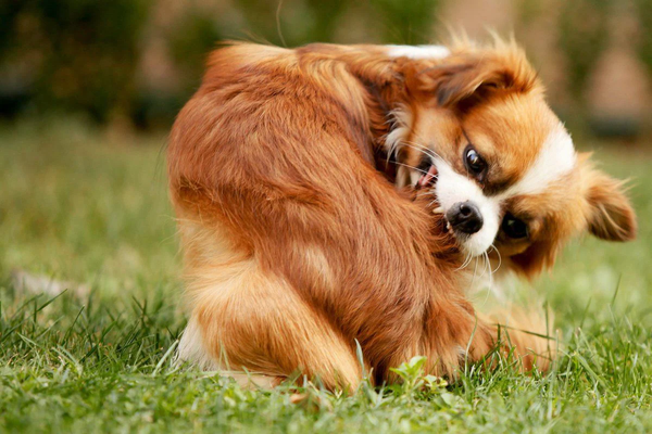 Cachorro de pelo longo se coçando na grama