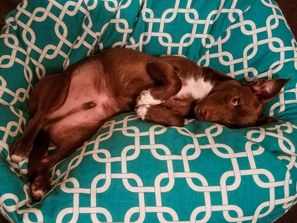 Cachorro marrom dormindo em puff estampado verde