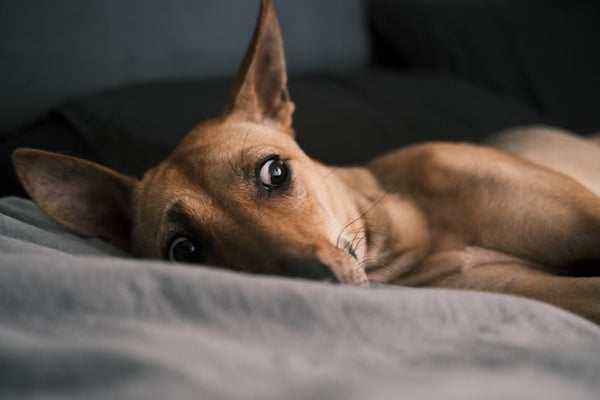 Cachorro caramelo deitado olhando para a câmera
