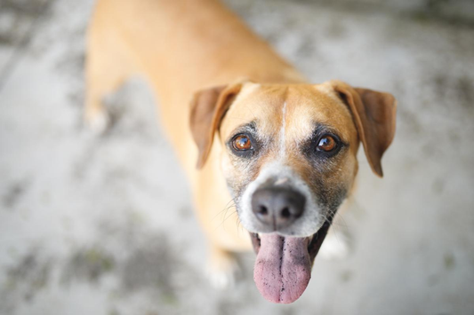 A personalidade única dos cães vira-latas: você vai se apaixonar