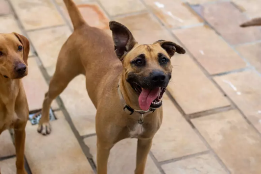 A personalidade única dos cães vira-latas: você vai se apaixonar