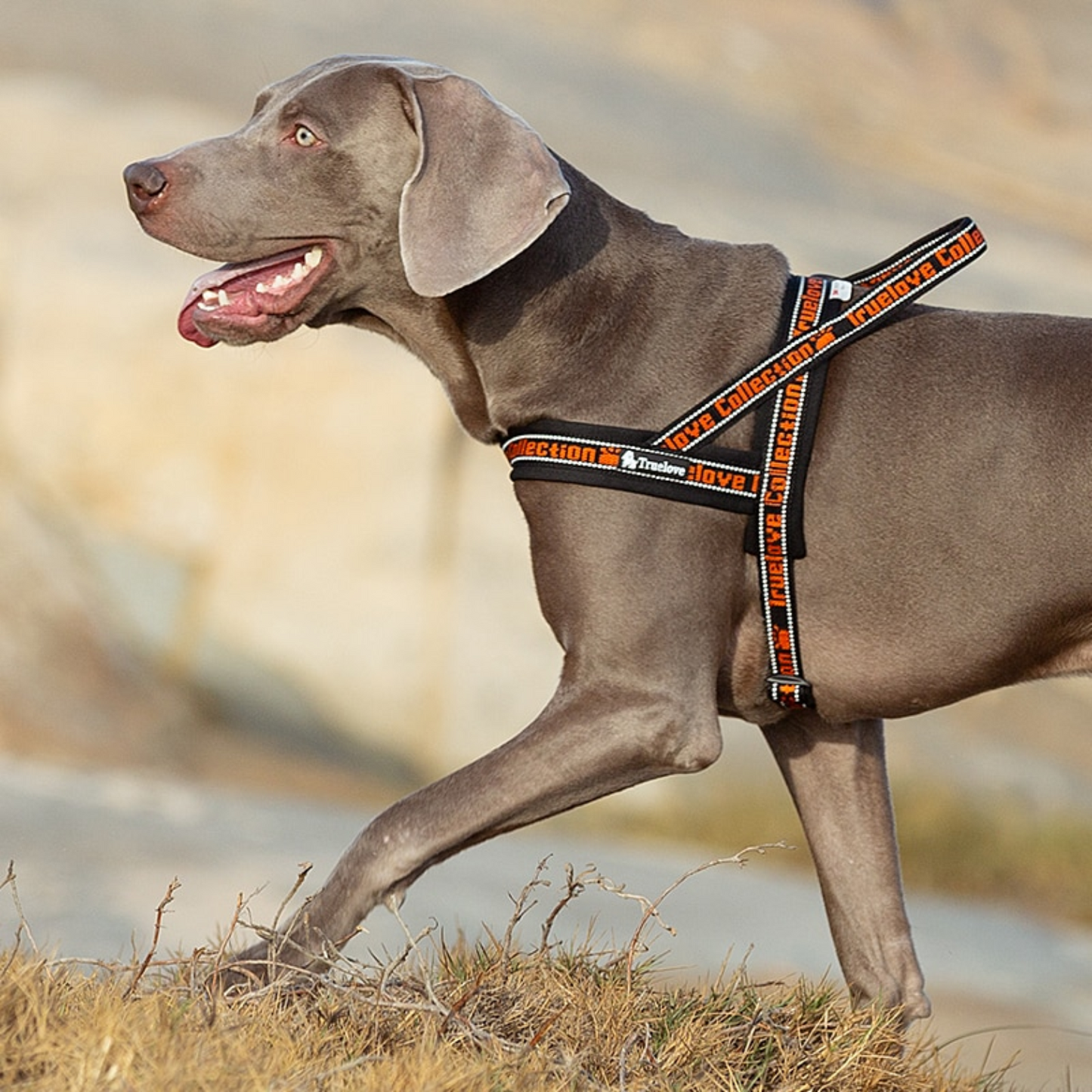 Peitoral Truelove Slin Neoprene Laranja