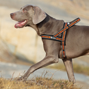 Peitoral Truelove Slin Neoprene Laranja