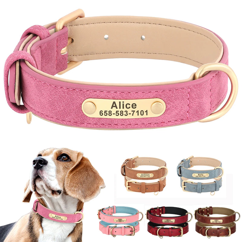 Coleira Beagle Gravada