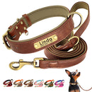 Coleira Pinscher Gravada + Guia Grátis