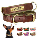 Coleira Pinscher Gravada