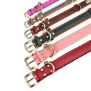 Coleira Pinscher Gravada + Guia Grátis