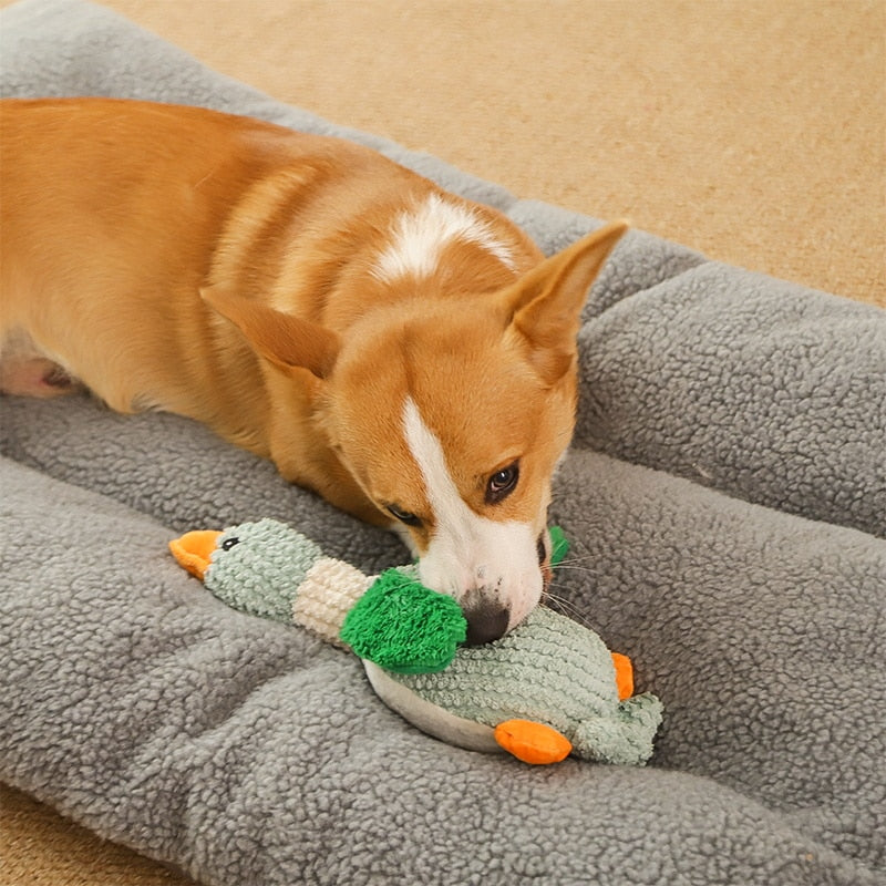 Pato