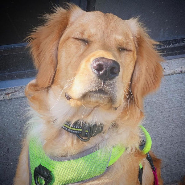 As Melhores Coleiras para Cães Grandes de 2024: Qual é a Ideal para Seu Amigo?