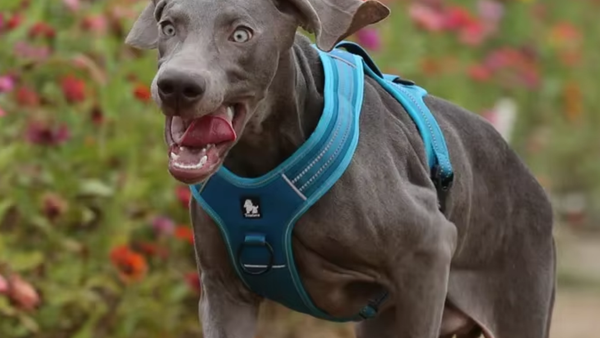 Weimaraner usando peitoral azul em jardim florido