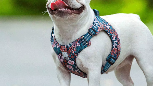 Bulldog francês branco usando peitoral estampado floral
